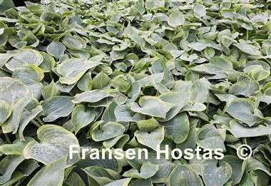 Hosta Shadow Seeker